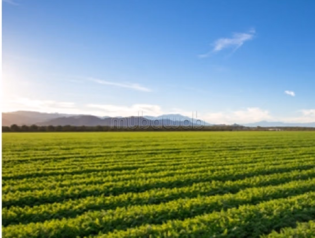 Land for sale. Area of 60000 m². 