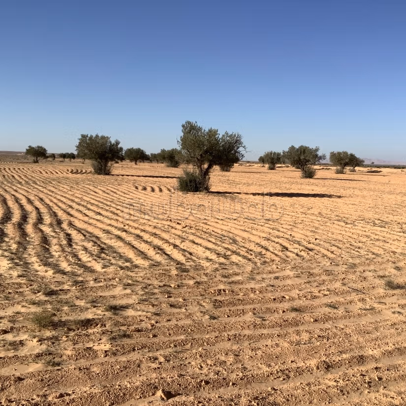 Terrain agricole