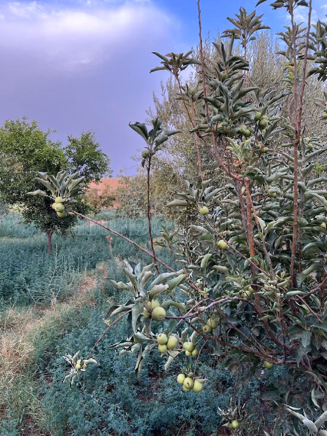 Farm for sale in Route d'Agadir - Essaouira. Dimension 40300 m². Car park. 