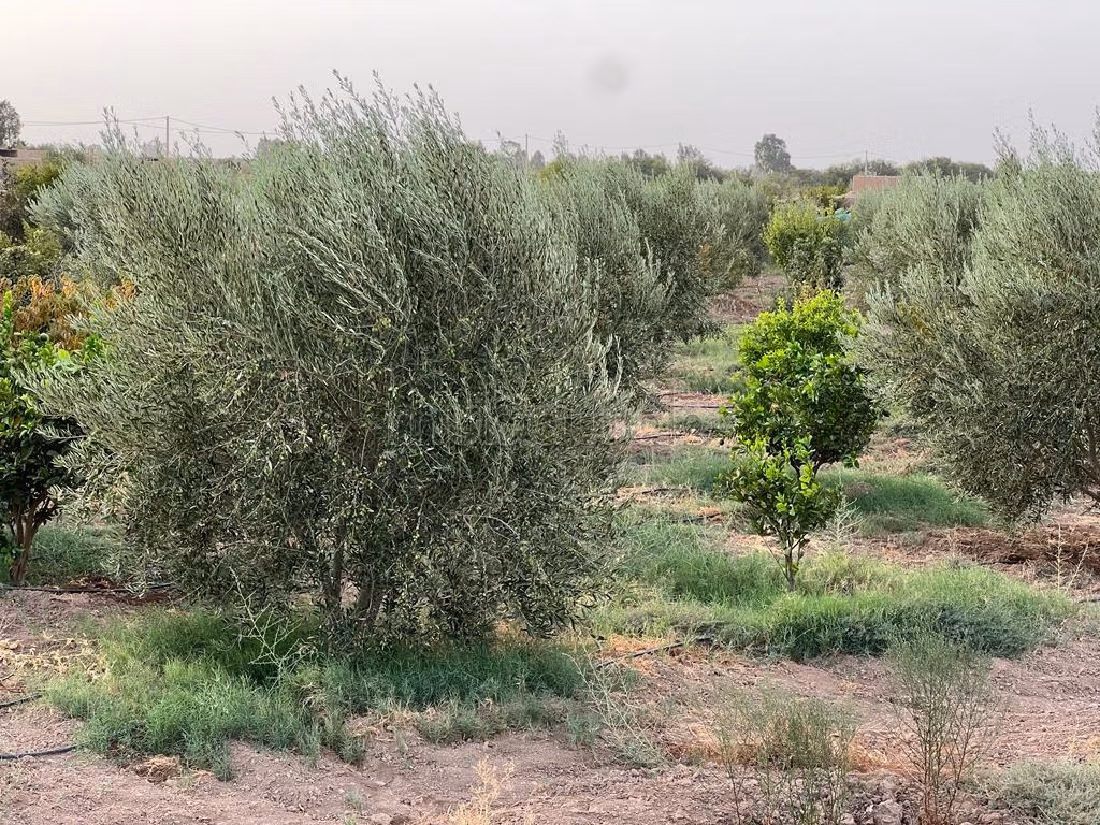 Farm for sale in Route d'Agadir - Essaouira. Dimension 40300 m². Car park. 