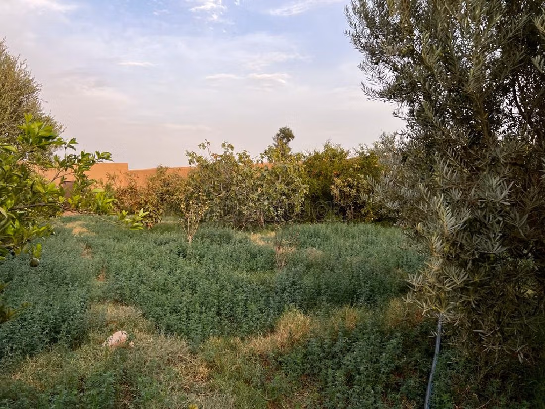 Farm for sale in Route d'Agadir - Essaouira. Dimension 40300 m². Car park. 
