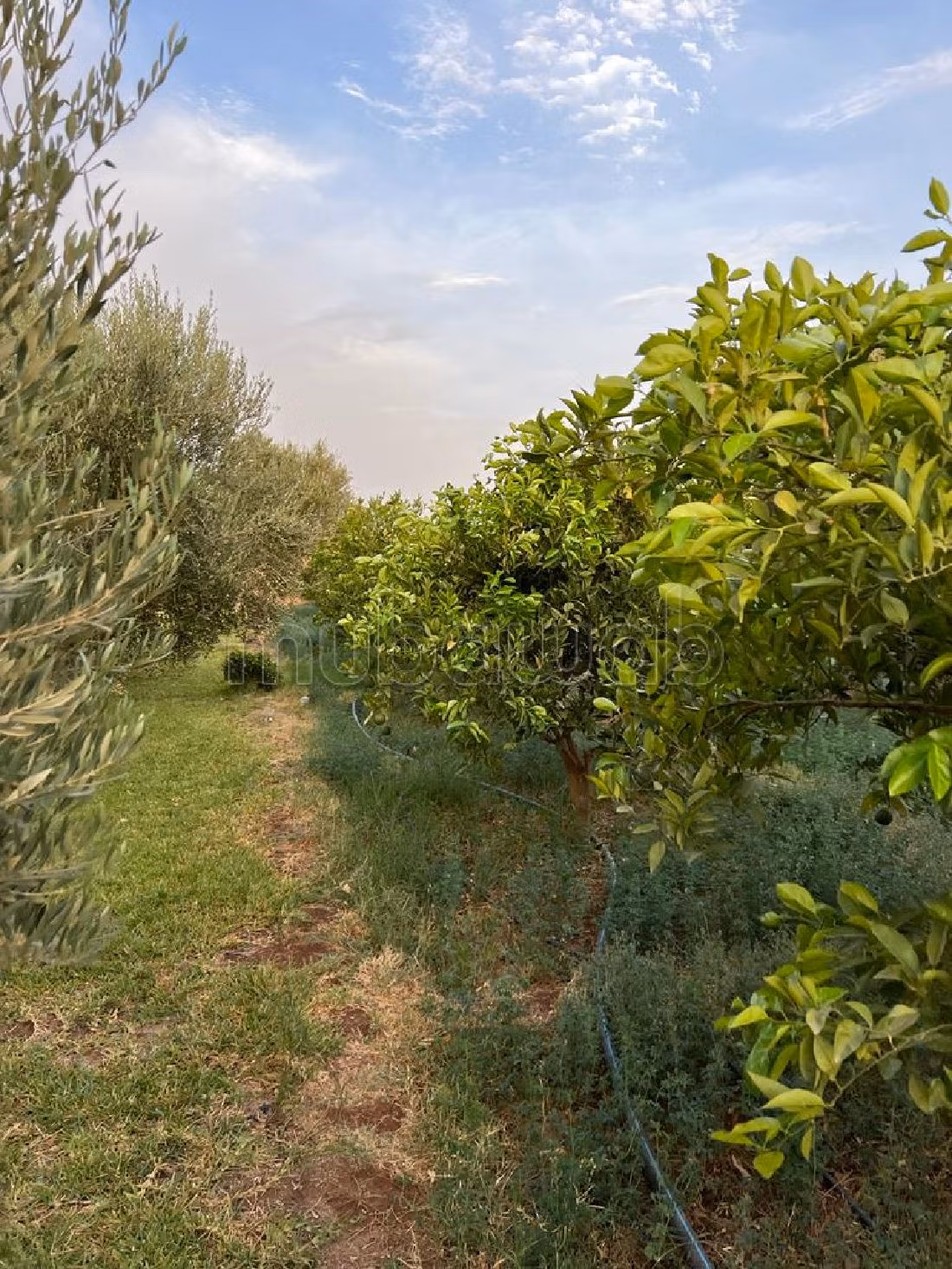 Farm for sale in Route d'Agadir - Essaouira. Dimension 40300 m². Car park. 