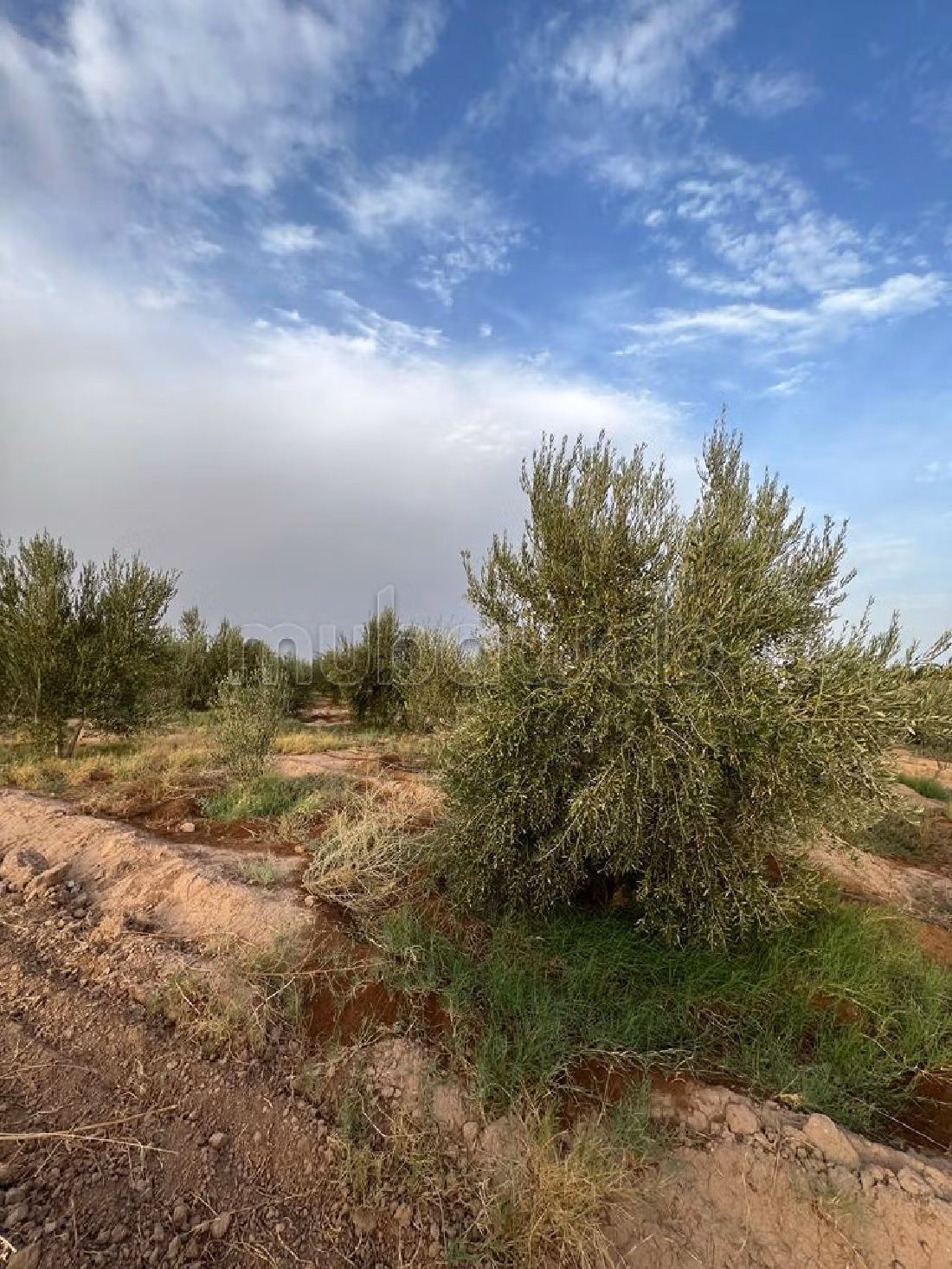 Farm for sale in Route d'Agadir - Essaouira. Dimension 40300 m². Car park. 