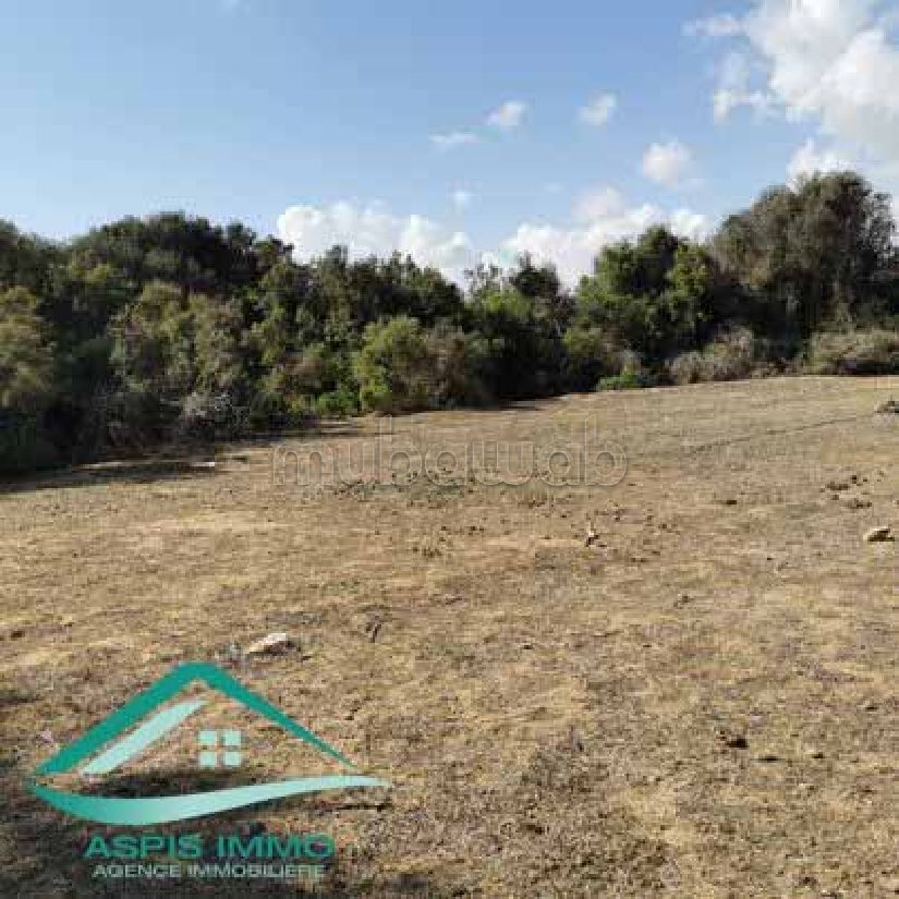 Terrain agricole 7226 m² à Kelibia