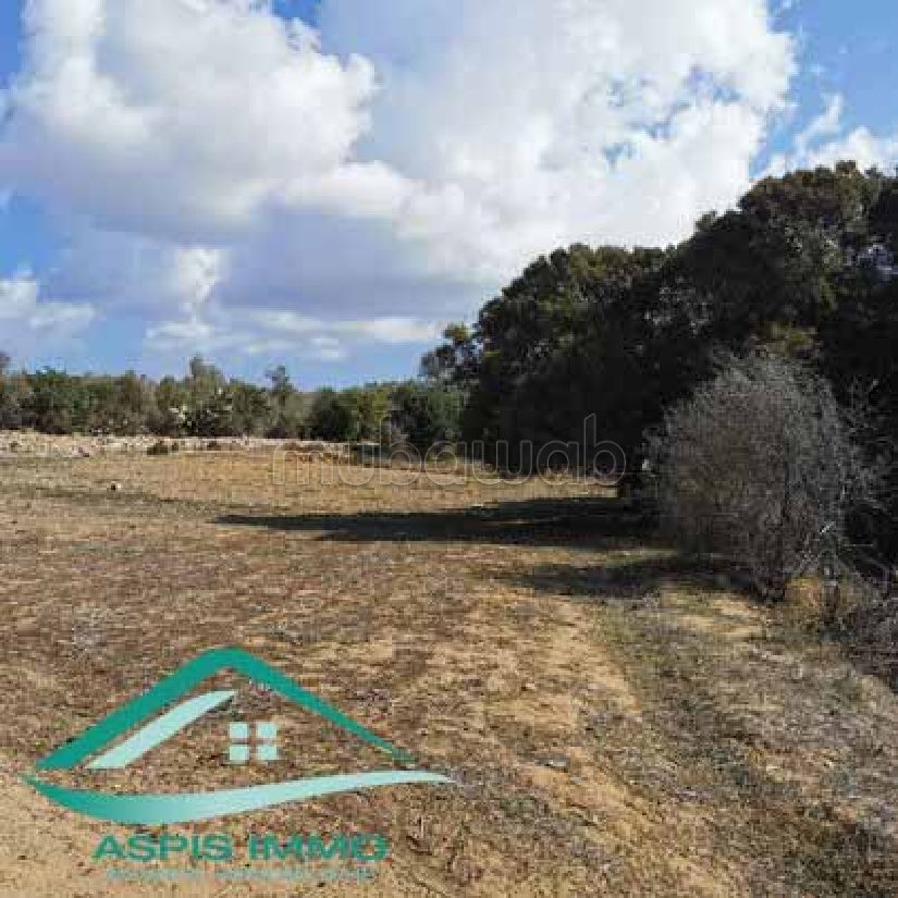 Terrain agricole 7226 m² à Kelibia