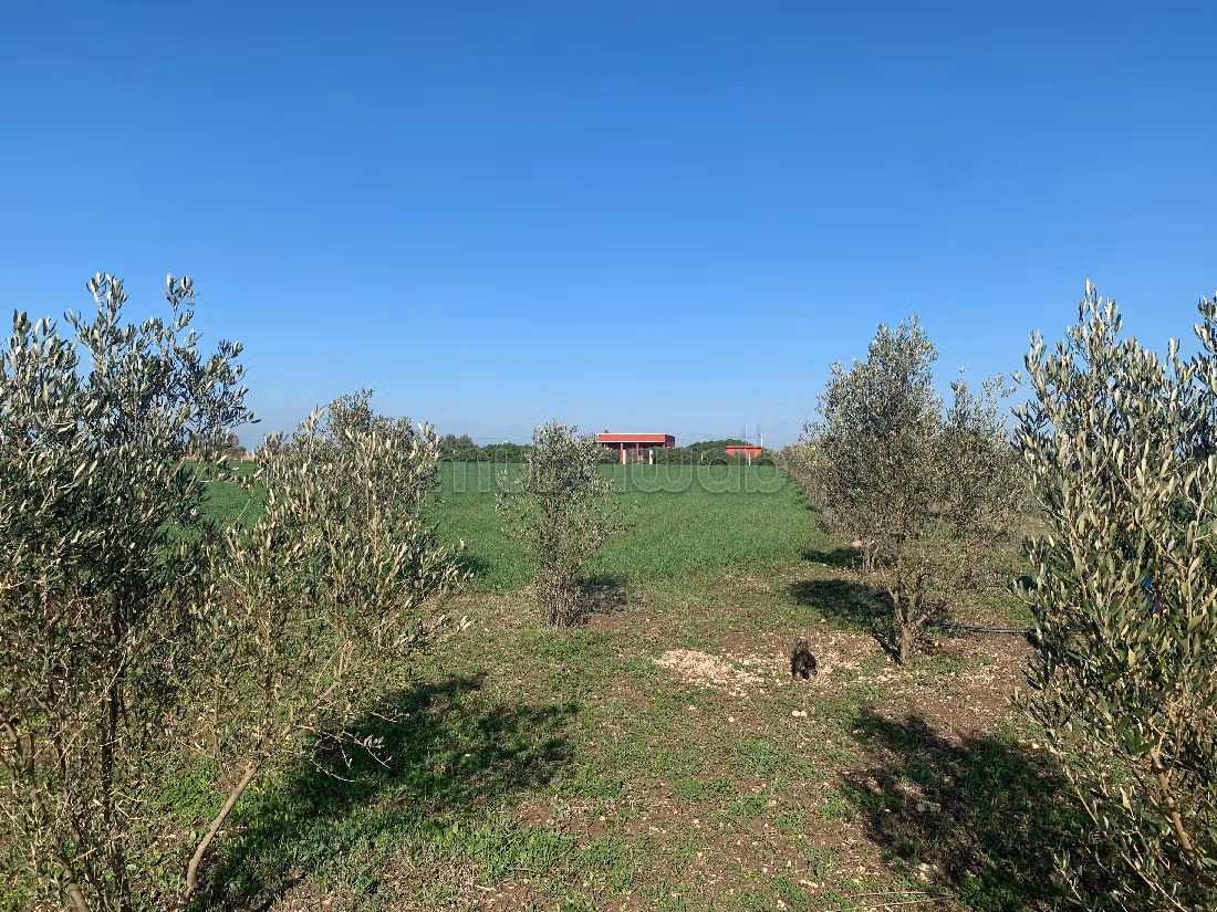Fattoria in vendita. Superficie 11000 m²