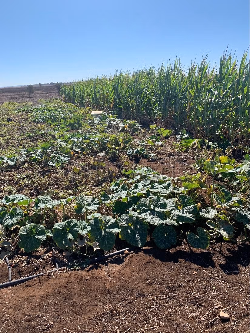 Fattoria in vendita. Superficie 11000 m²