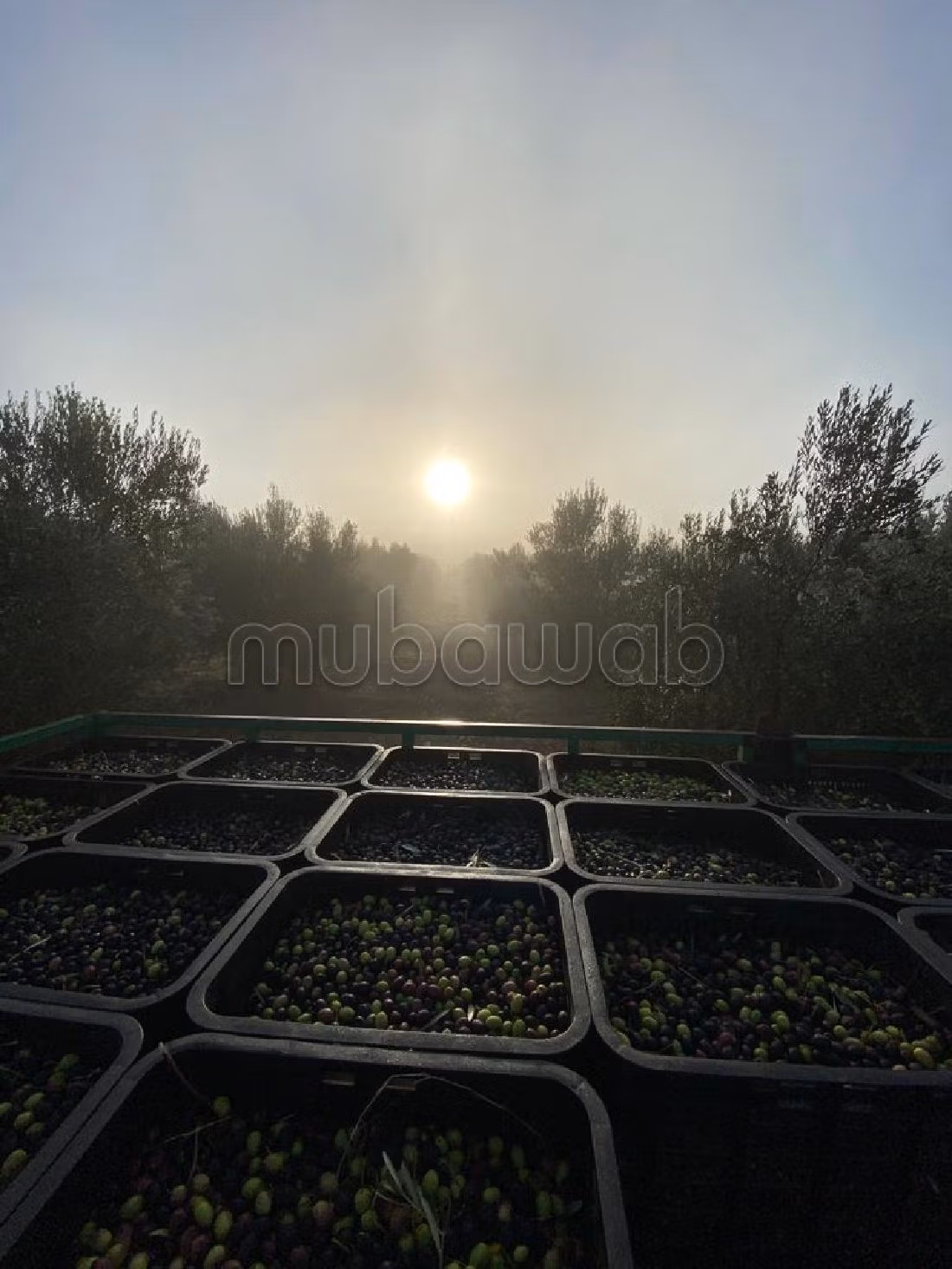 Nice farm for sale in Hay Al Kamal. Area 75000 m². Secured 24/7