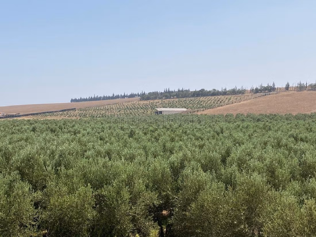 Nice farm for sale in Hay Al Kamal. Area 75000 m². Secured 24/7
