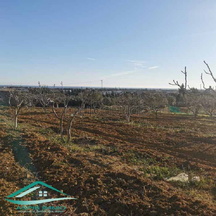 Terrain agricole 5337 m² à Kelibia