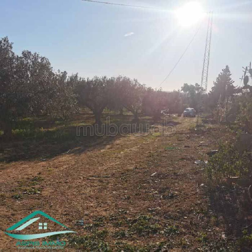 Terrain agricole 5337 m² à Kelibia