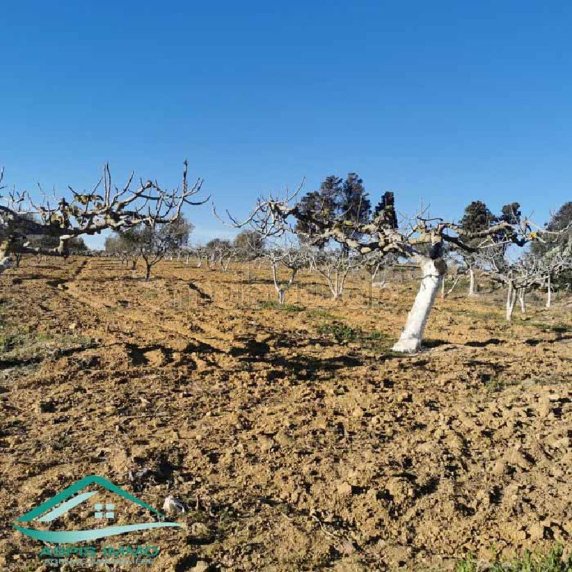 Terrain agricole 5337 m² à Kelibia