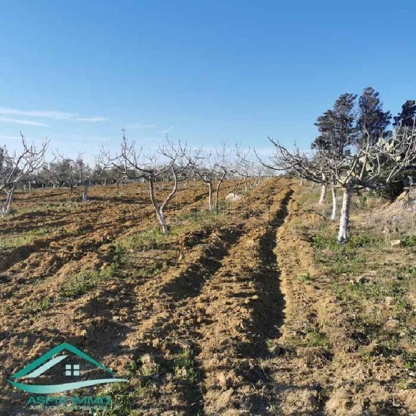 Terrain agricole 5337 m² à Kelibia