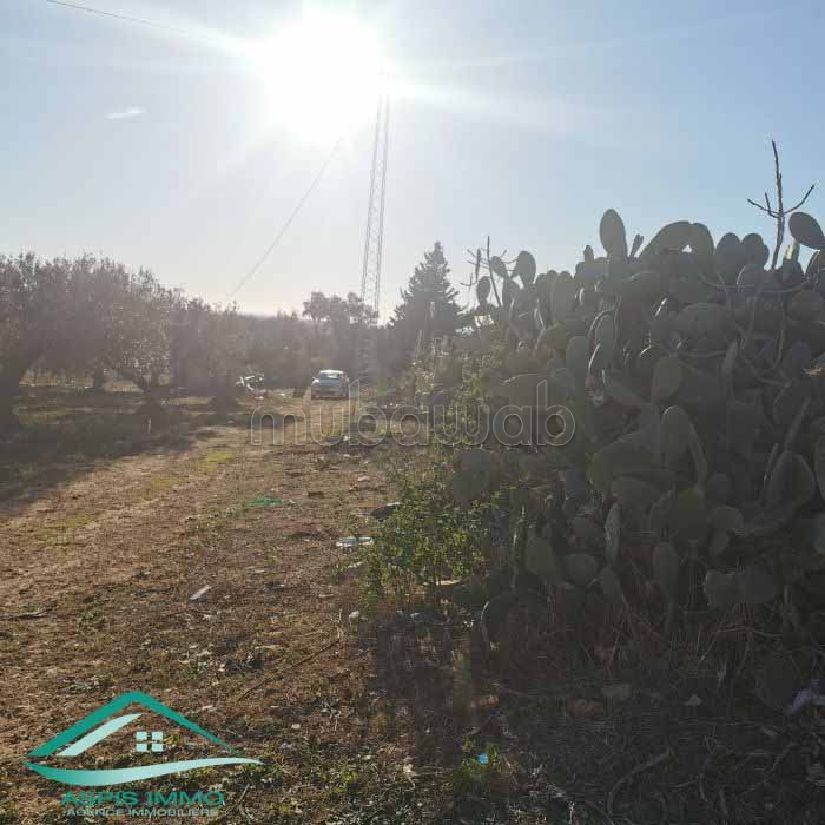 Terrain agricole 5337 m² à Kelibia