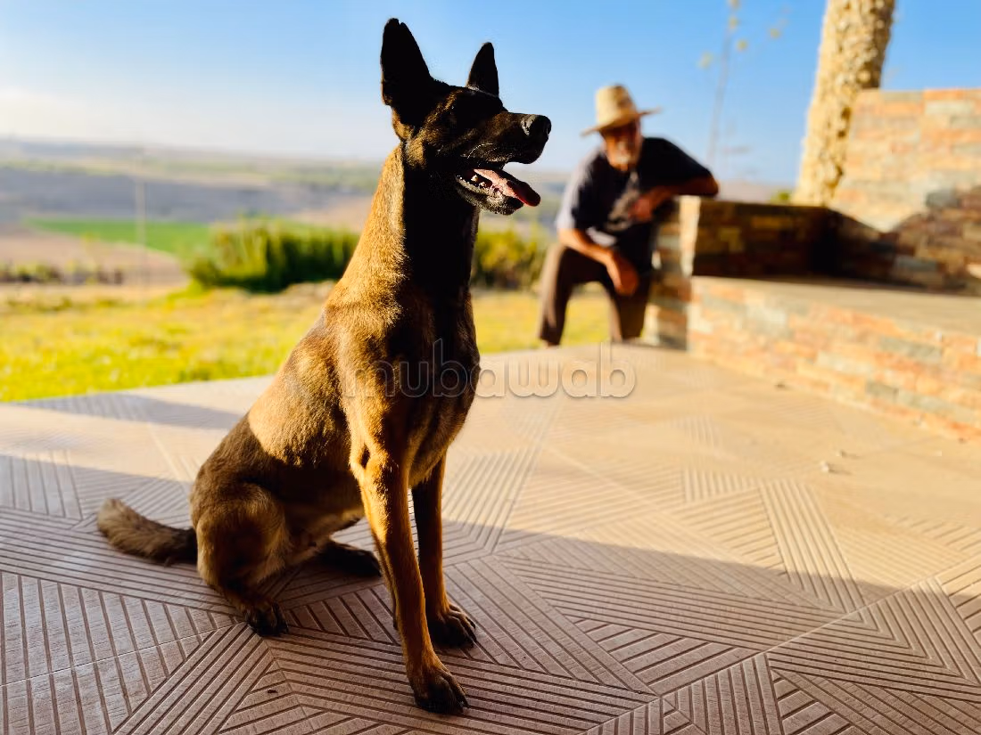 مزرعة رائعة للبيع ب مركز المدينة. المساحة الكلية 30000 م². 