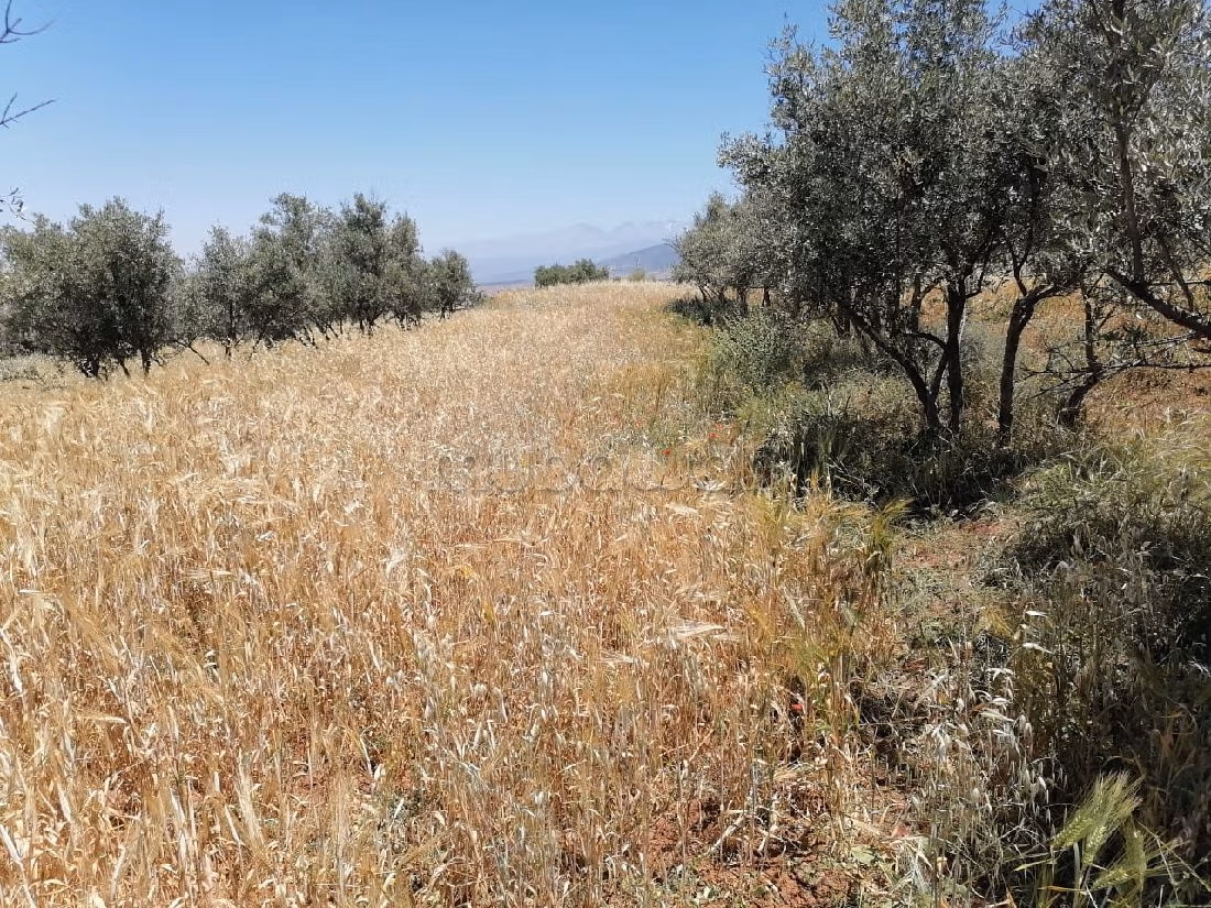 Vente terrain 2,5 hectares_amizmiz