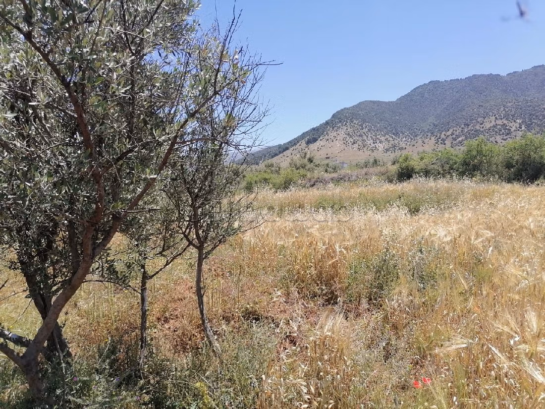 Vente terrain 2,5 hectares_amizmiz