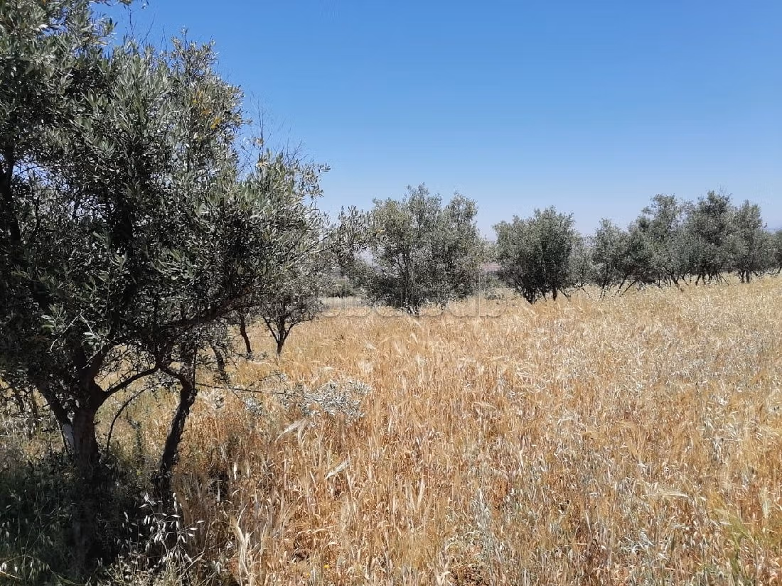 Vente terrain 2,5 hectares_amizmiz