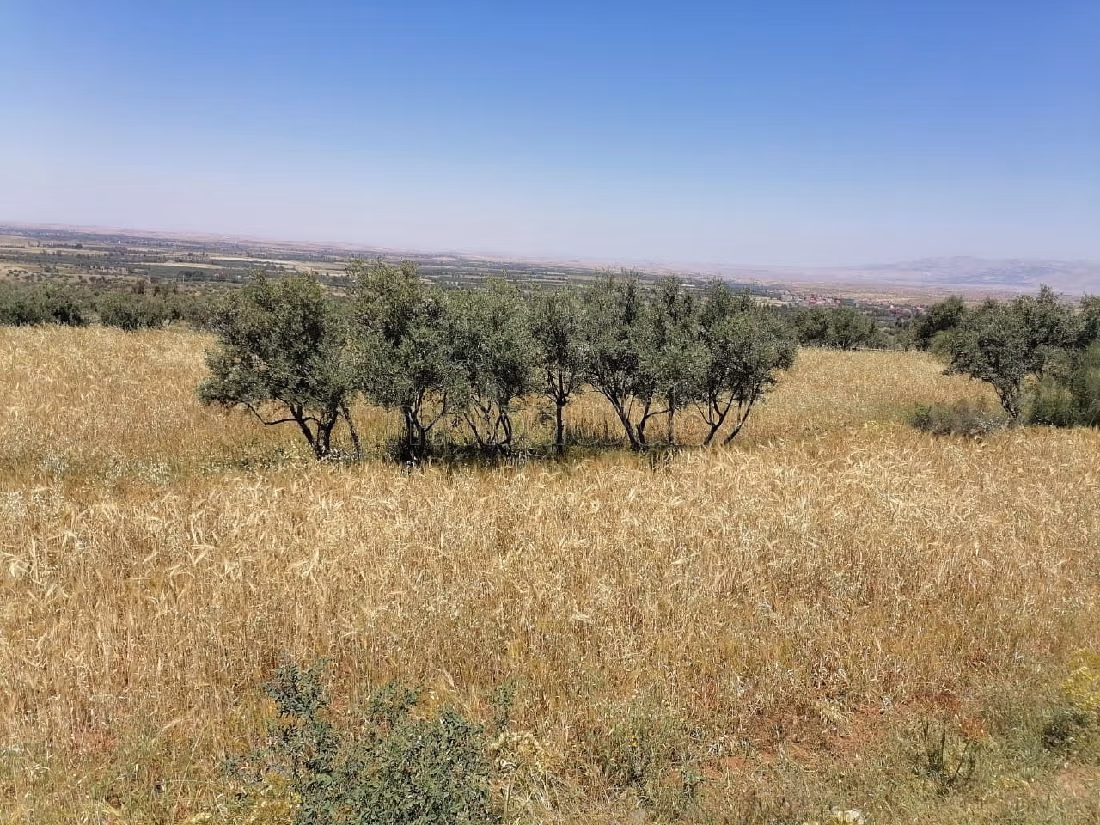 Vente terrain 2,5 hectares_amizmiz