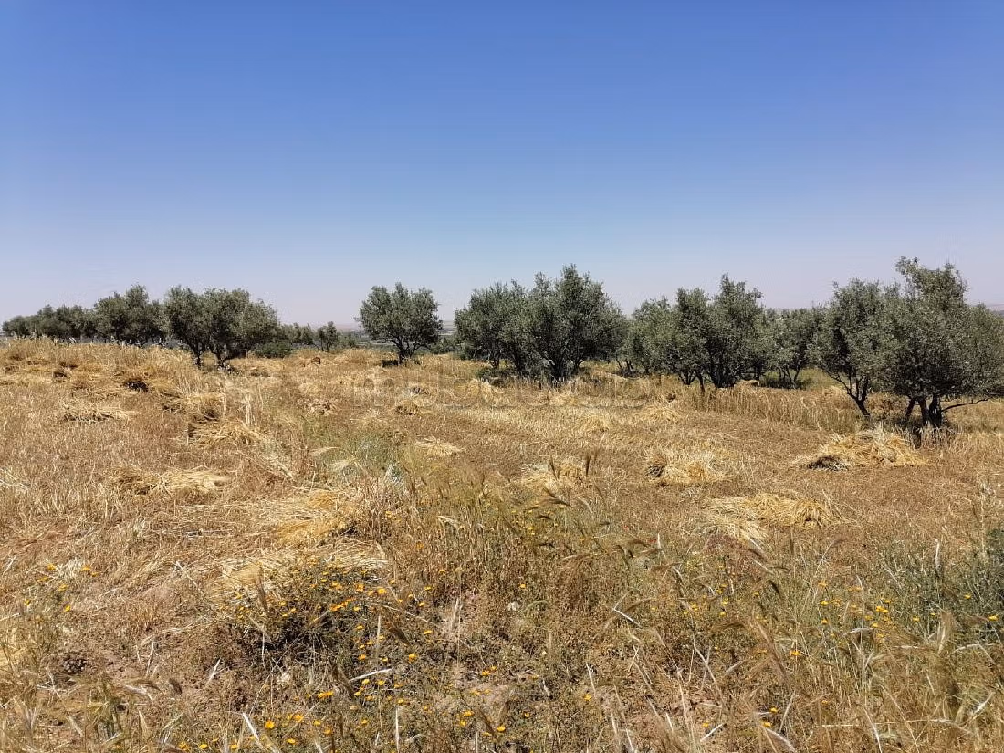 Vente terrain 2,5 hectares_amizmiz