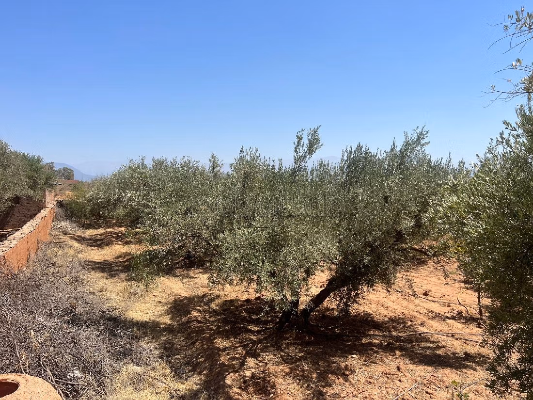 Find your farm to buy in Route de l'Ourika. Area 38745 m². 