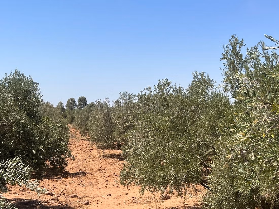 Find your farm to buy in Route de l'Ourika. Area 38745 m². 