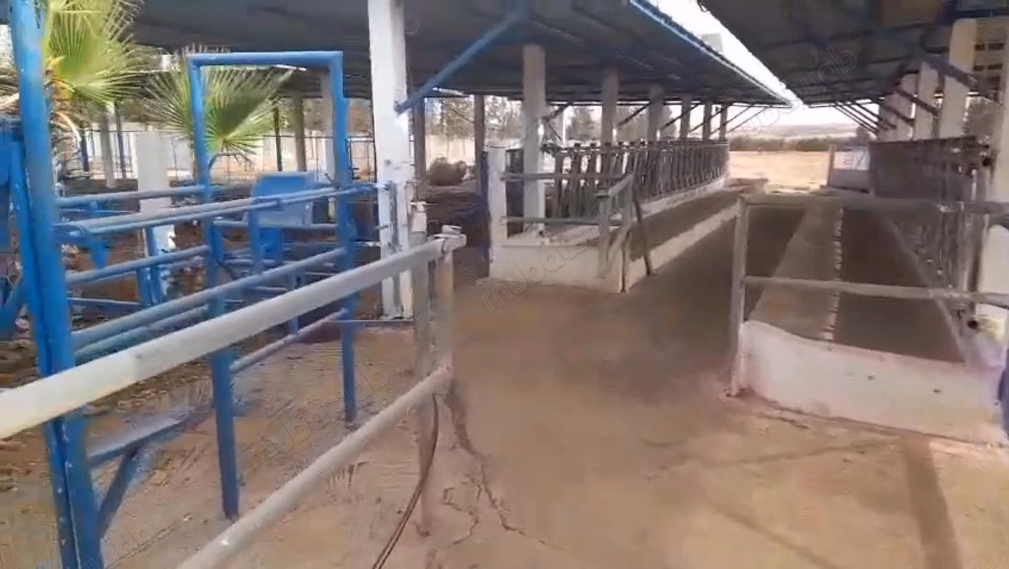 Ferme d’élevage bovin de 1,75 ha à vendre près de Benslimane