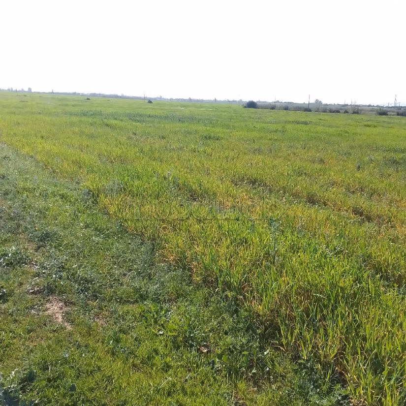 Terrain Agricole de 5,5 hectares Á El Mansouria