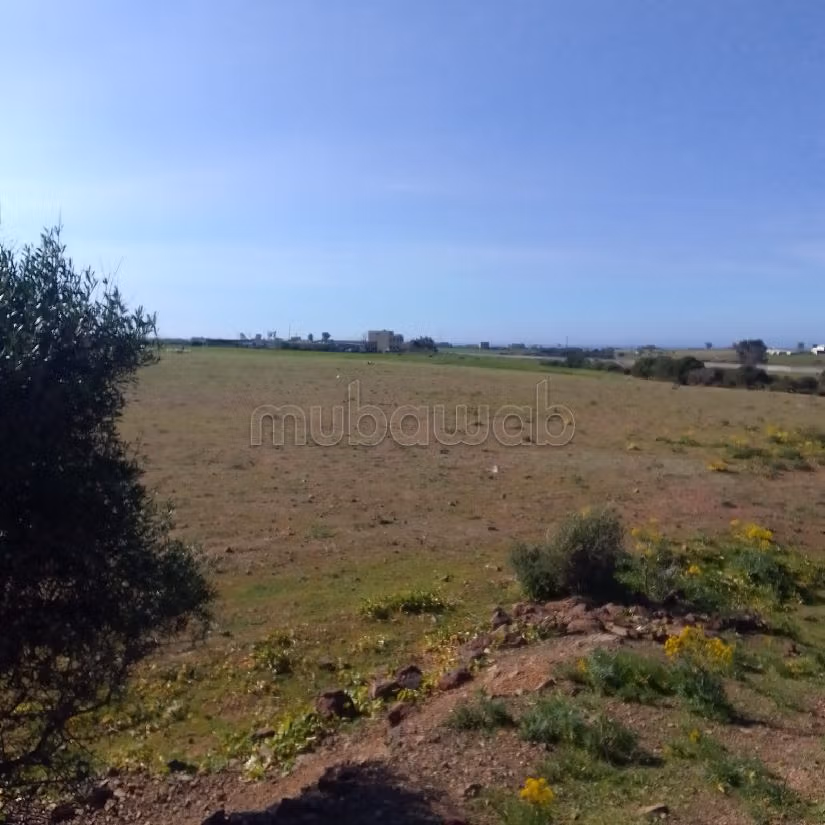 Terrain Agricole de 5,5 hectares Á El Mansouria