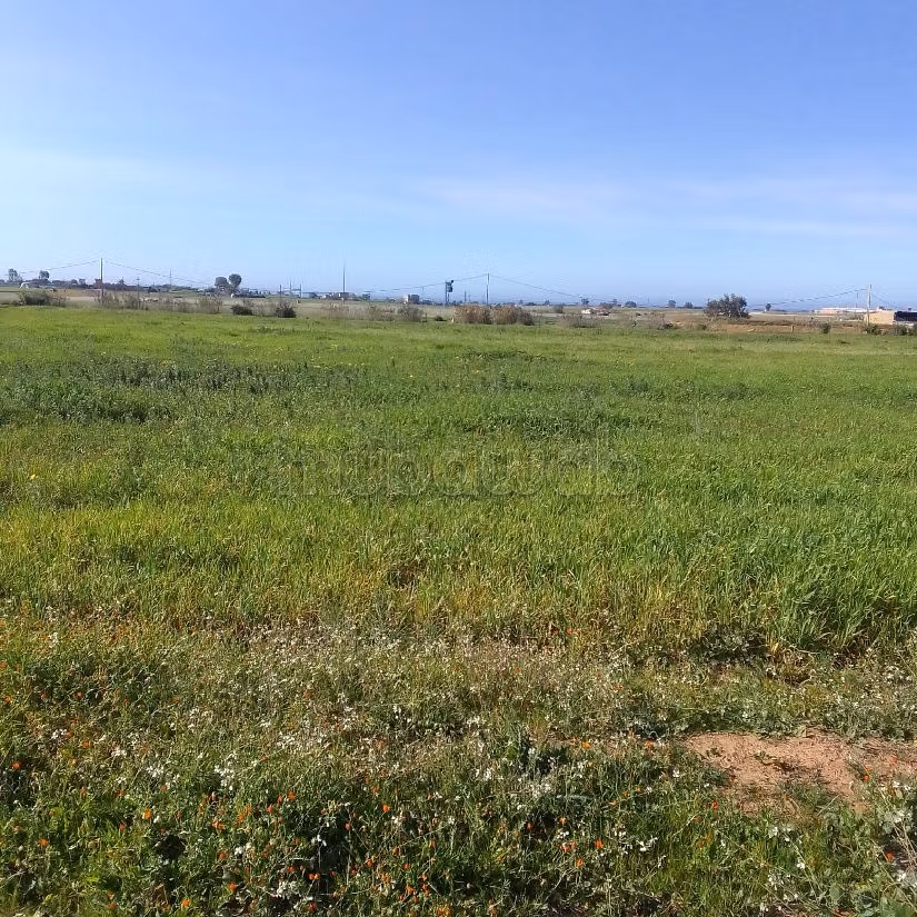 Terrain Agricole de 5,5 hectares Á El Mansouria