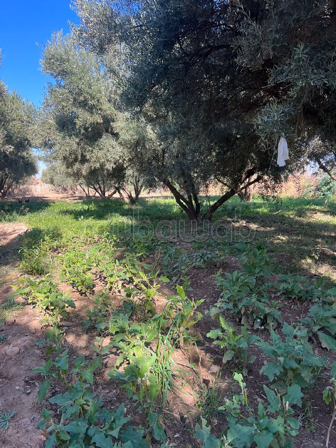 Te koop: boerderijen in Route de l'Ourika. Totale oppervlakte 20000 m². 