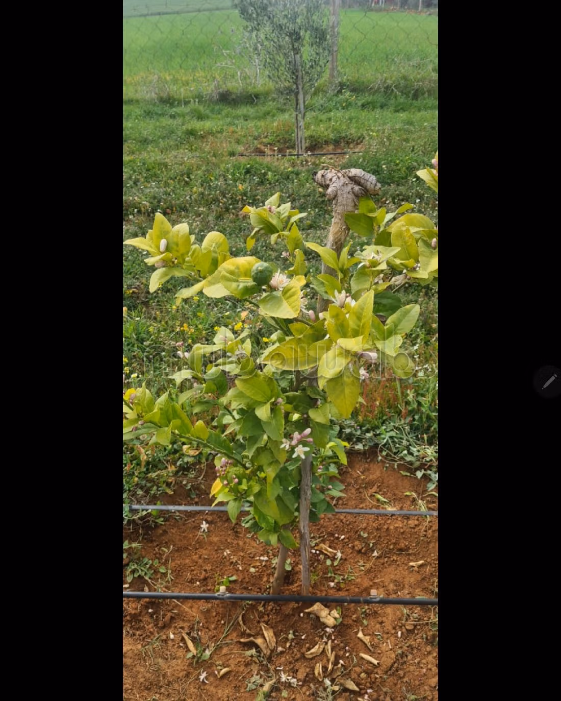 Te koop: land. 2 Kamers