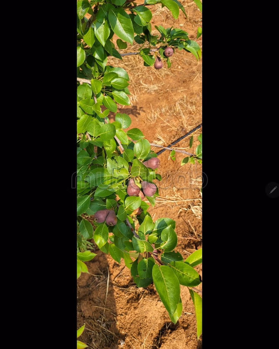 Te koop: land. 2 Kamers