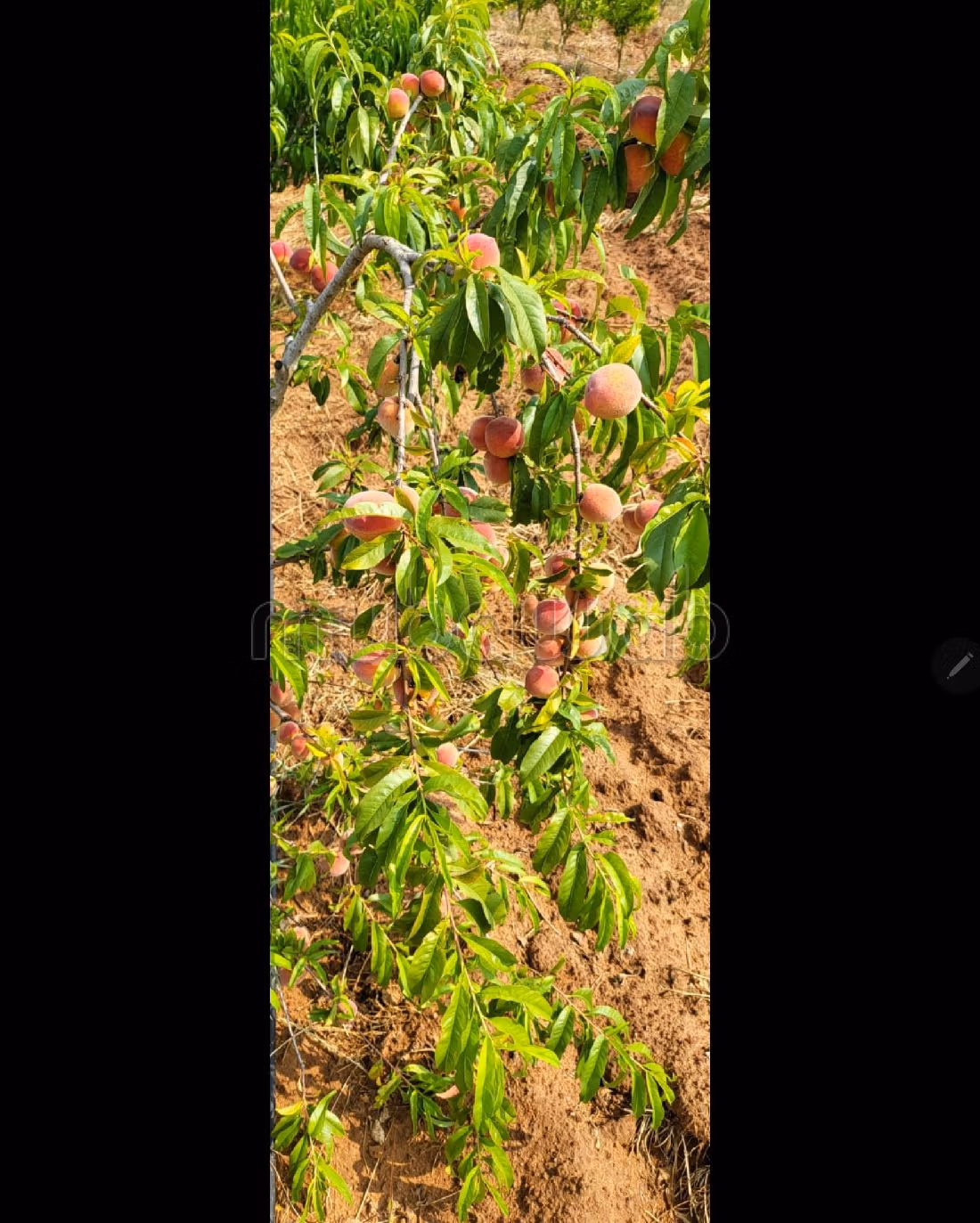 Te koop: land. 2 Kamers