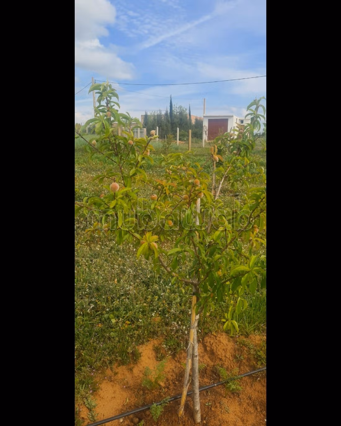 Te koop: land. 2 Kamers