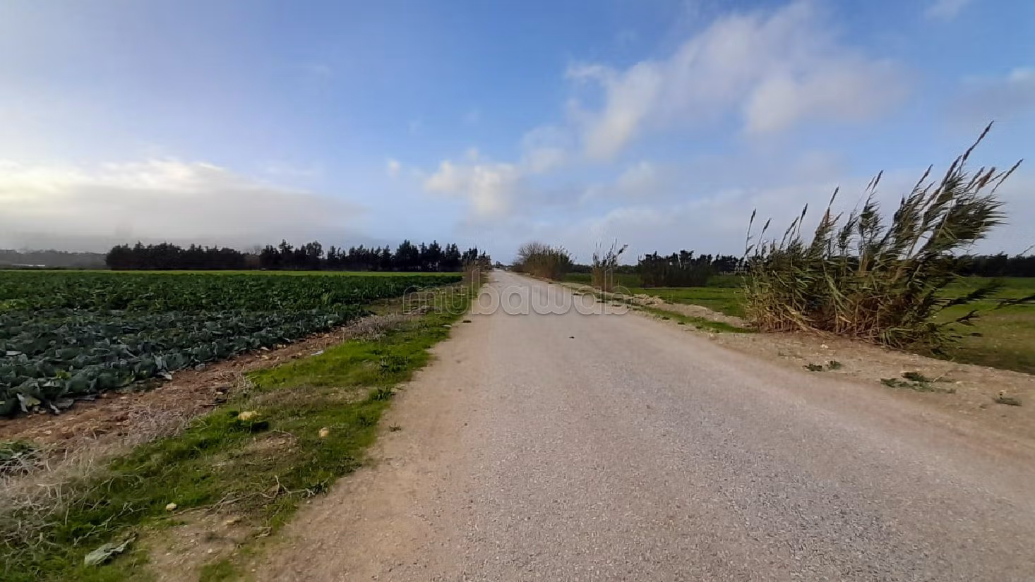 Terrain agricole à dar allouche kélibia