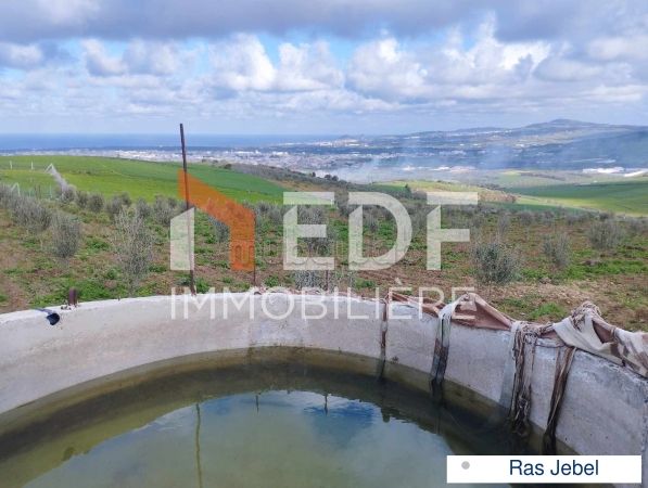 Terrain d'olives de 3306m² à Ras Jebel