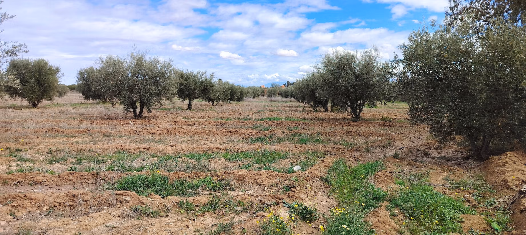 Terrain à acheter à Sidi Abdallah Ghiat. Superficie 24172 m²