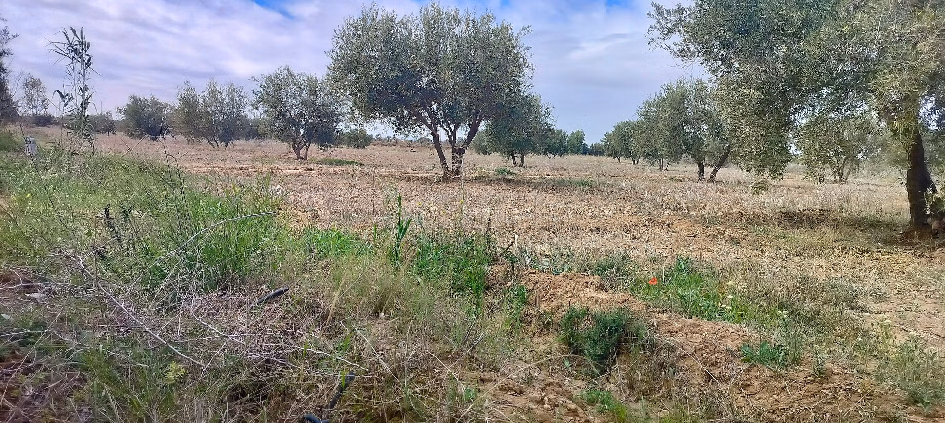 Terrain à acheter à Sidi Abdallah Ghiat. Superficie 24172 m²