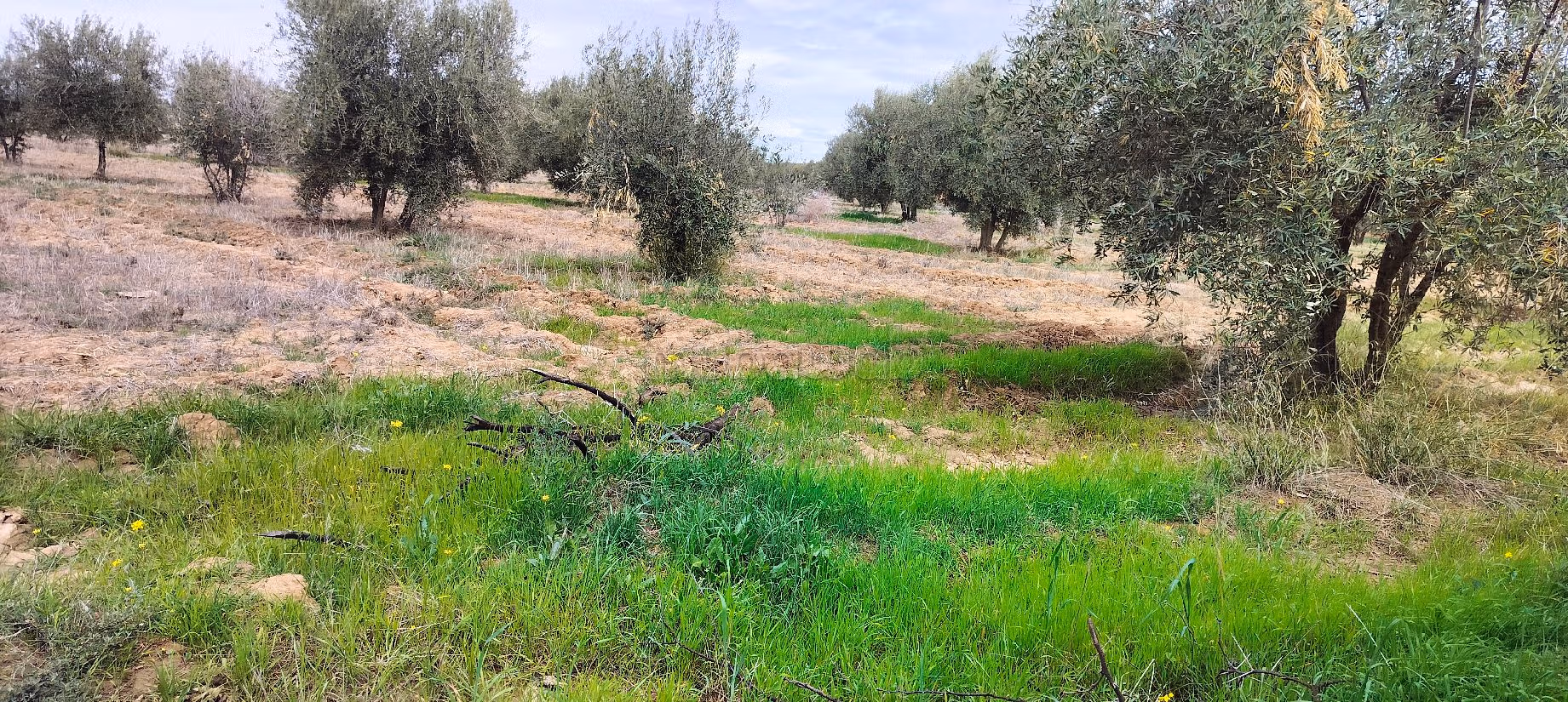 Terrain à acheter à Sidi Abdallah Ghiat. Superficie 24172 m²