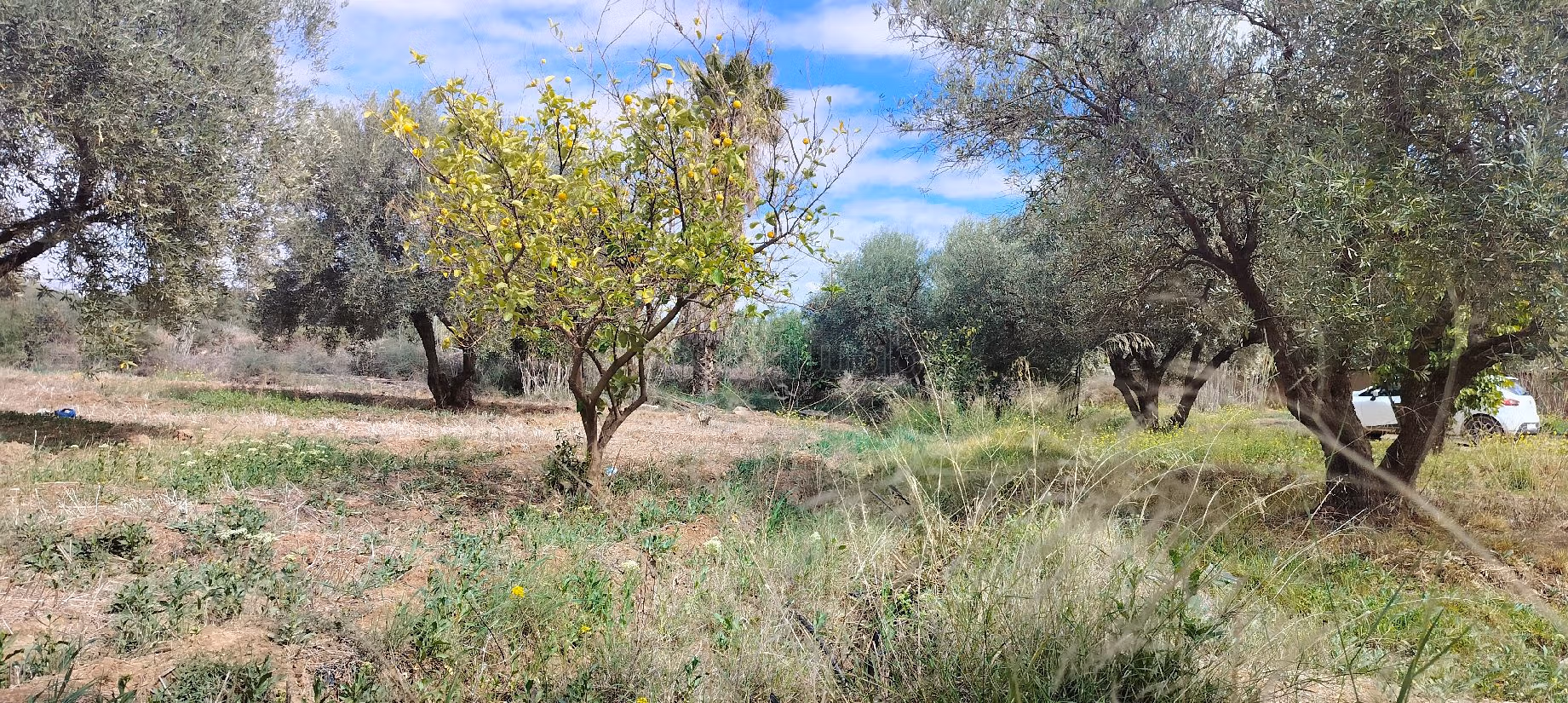 Terrain à acheter à Sidi Abdallah Ghiat. Superficie 24172 m²