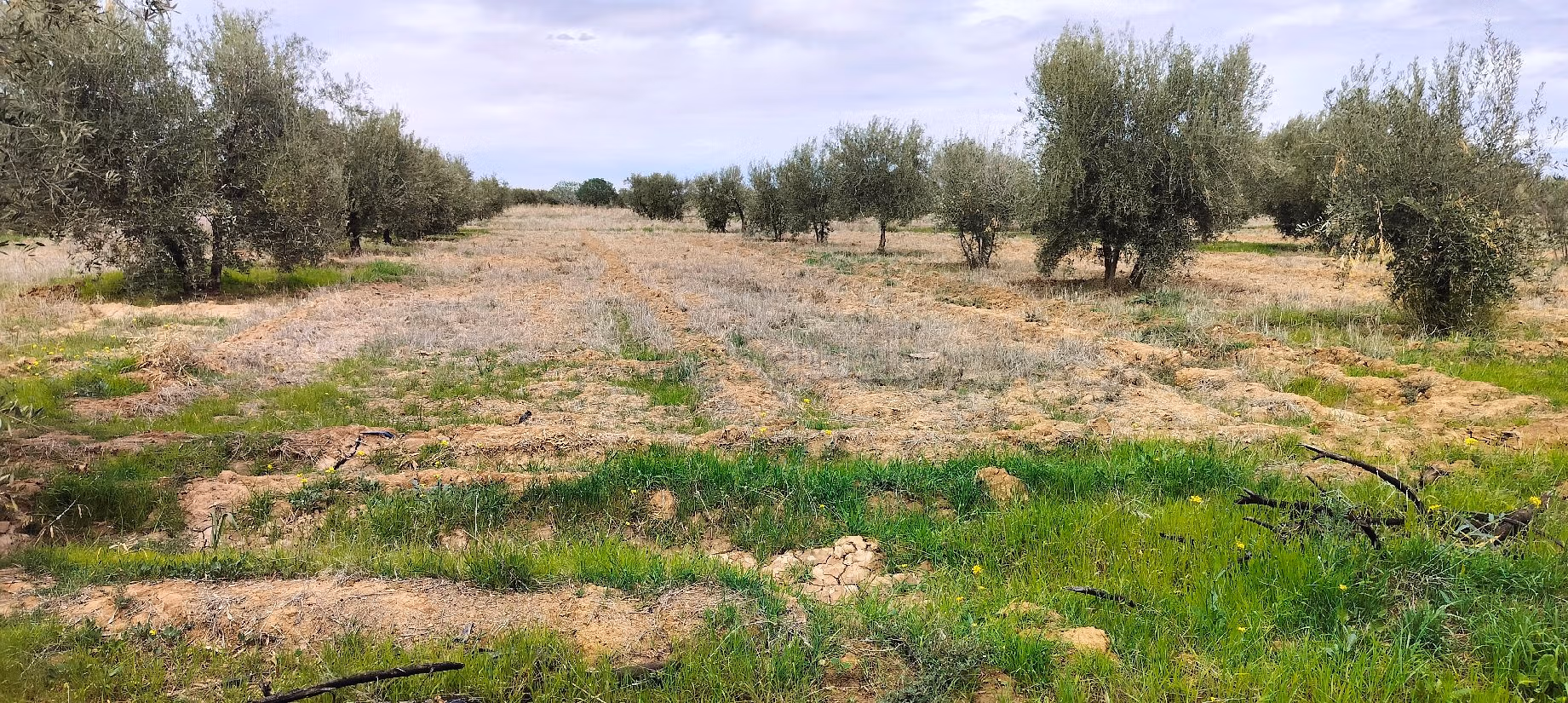 Terrain à acheter à Sidi Abdallah Ghiat. Superficie 24172 m²