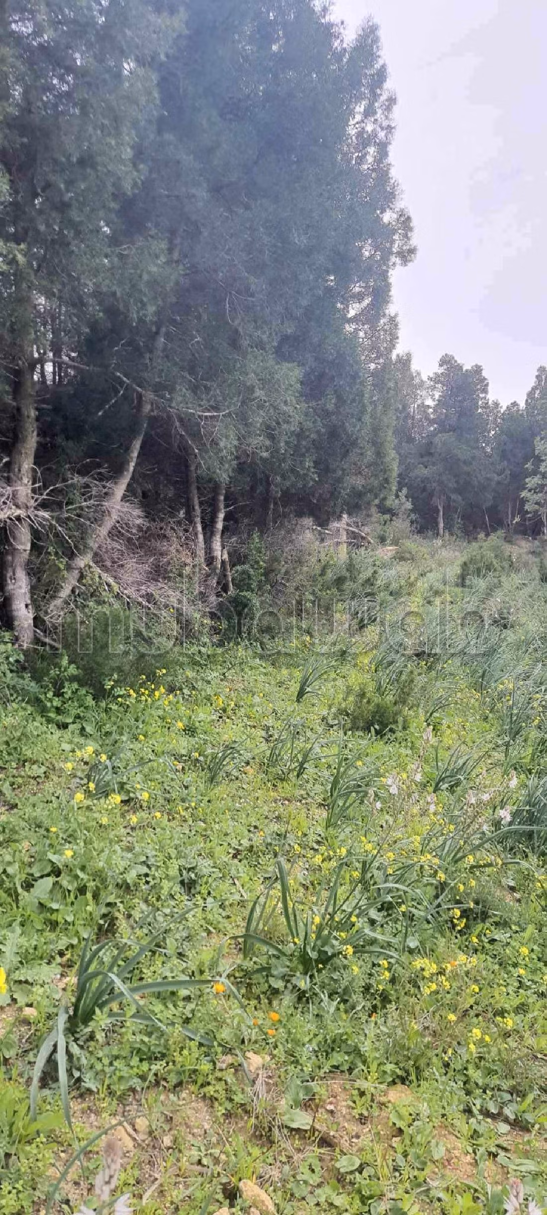 Nice farm for sale in Ben Arous. Large area 80500 m²