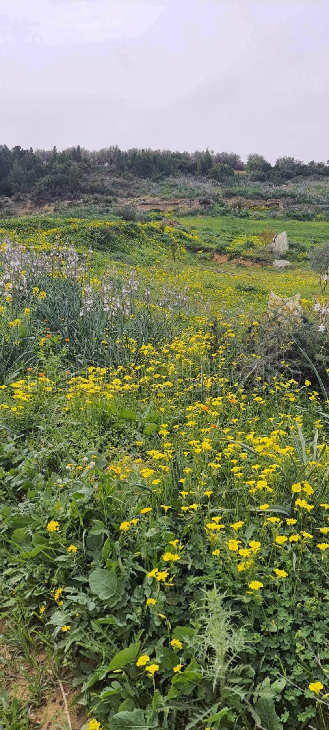 Nice farm for sale in Ben Arous. Large area 80500 m²