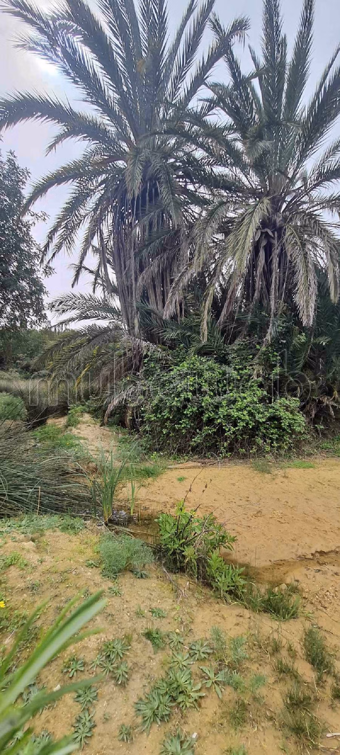 Nice farm for sale in Ben Arous. Large area 80500 m²