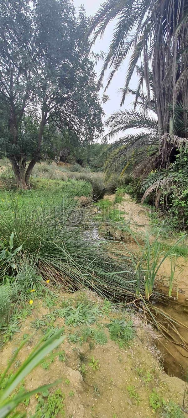 Farms for sale Tunisia, Farm Sale Mubawab