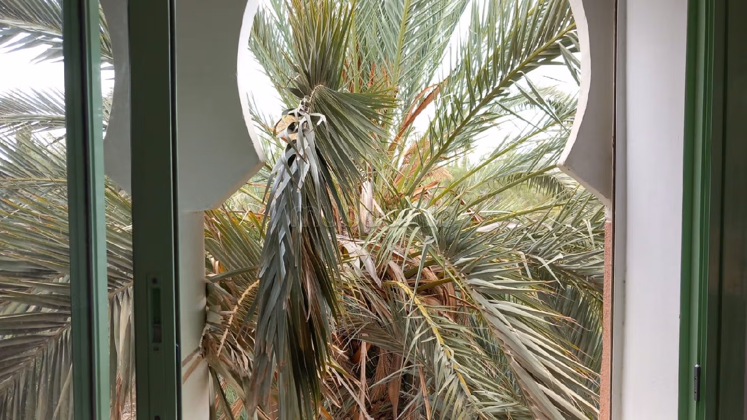 شقة استثنائية في قلب النخيل