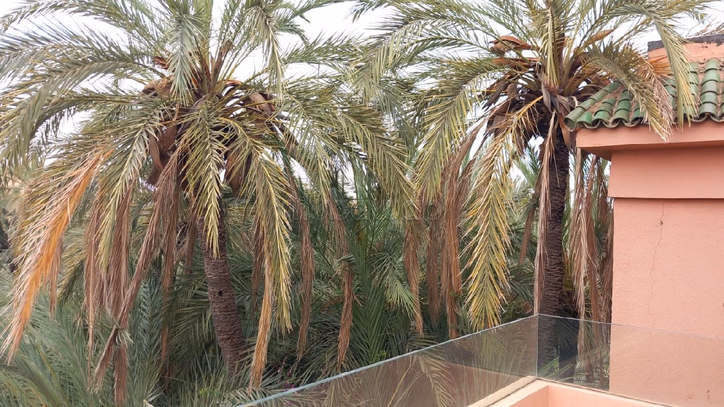 شقة استثنائية في قلب النخيل