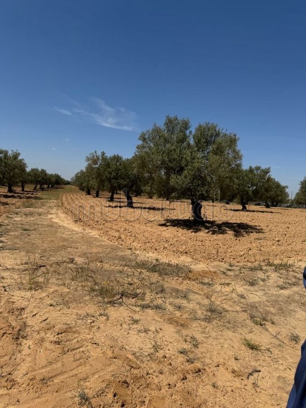 Farms for sale Tunisia, Farm Sale Mubawab