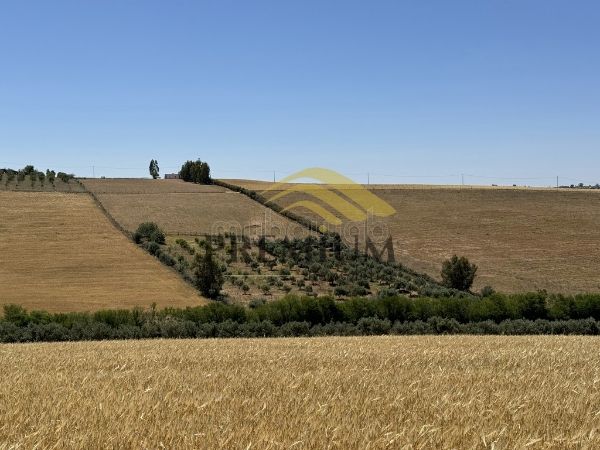 بيع مزرعة بعين جوهرة. المساحة 10000 م². 